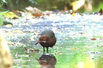 Loài chim “trở về từ cõi chết” sau 136.000 năm tuyệt tích 