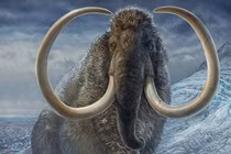 Hé lộ nguyên nhân khiến loài voi ma mút tuyệt chủng