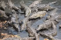 Những hòn đảo đầy rẫy 'quái thú', nghe tên đã khiếp sợ