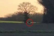 Đi chơi vùng nông thôn, bất ngờ thấy quái thú lởn vởn trên đồng