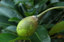 Những loài cây trong Sách đỏ ở Khu bảo tồn thiên nhiên Hòn Bà