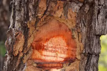 8 loại gỗ quý hiếm, đắt nhất hành tinh, Việt Nam có 1