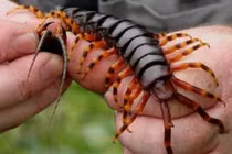 Loài rết to lớn dữ tợn nhất hành tinh, có thể ăn cả chuột