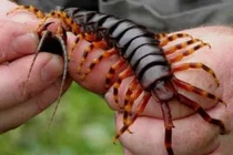 Loài rết to lớn dữ tợn nhất hành tinh, có thể ăn cả chuột