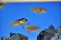 Loài cá quý hiếm bậc nhất, cả thế giới chỉ còn 38 con