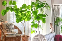 Cây cảnh rước phước lành, đón tình yêu tràn ngập