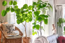 Cây cảnh rước phước lành, đón tình yêu tràn ngập