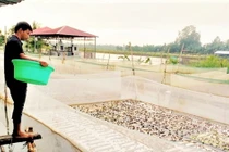 Nuôi ếch chung với một loại cá đặc sản, nông dân Hậu Giang trúng đậm