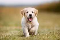 Vận may trút xuống liên tiếp, 3 tuổi giàu chất ngất 5 ngày tới