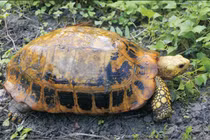 Rùa vàng được phát hiện trong trường mầm non ở Hà Tĩnh: Loài cực hiếm