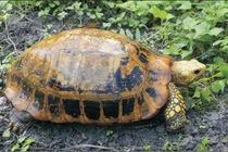 Rùa vàng được phát hiện trong trường mầm non ở Hà Tĩnh: Loài cực hiếm