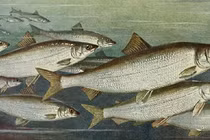 Loài cá bất ngờ hiện hình sau 15 năm tuyệt tích 