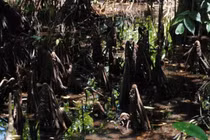 Kỳ lạ loài cây biết 'sinh con' như động vật, Việt Nam có nhiều