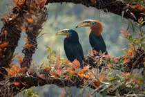 Chiêm ngưỡng loài chim nguy cấp bậc nhất Việt Nam