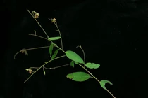 Loài cây đặc biệt ở Việt Nam cứ có nhạc là 'lắc lư'
