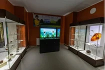 Nhặt được cục đá lạ ở suối, nào ngờ là báu vật quốc gia