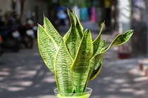 Tuổi kỵ trồng cây lưỡi hổ: Phúc lộc tổn hại, tiền đội nón ra đi