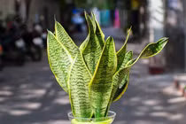 Tuổi kỵ trồng cây lưỡi hổ: Phúc lộc tổn hại, tiền đội nón ra đi