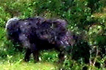 Phát hiện loài "chó ma" đến từ cõi chết, giật mình sự thật