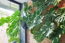 4 bí quyết giúp cây cảnh tài lộc phát triển thành 'quái vật'