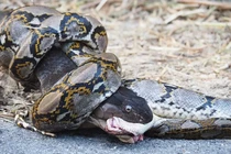 Quái thú giao tranh, rắn hổ mang đoạt mạng trăn trong tích tắc