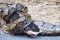 Quái thú giao tranh, rắn hổ mang đoạt mạng trăn trong tích tắc