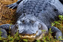 'Quái thú' khổng lồ tràn xuống thành phố sau ngập lụt