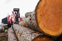 Loại gỗ đắt nhất thế giới, 'lâm tặc' săn lùng cạn kiệt