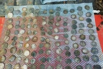 Dùng máy dò kim loại, bất ngờ tìm thấy kho báu khủng