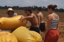 Du khách nước ngoài hào hứng xuống ruộng thu hoạch lúa ở miền Tây