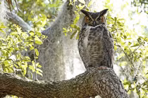 Top 7 loài chim hung hãn nhất quả đất, ác mộng của con người