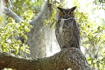 Top 7 loài chim hung hãn nhất quả đất, ác mộng của con người