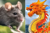 Tại sao chuột lại đứng đầu 12 con giáp mà không phải rồng?