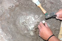 Phát hiện mẫu hoá thạch làm đảo lộn lịch sử loài người