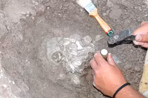 Phát hiện mẫu hoá thạch làm đảo lộn lịch sử loài người