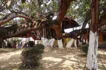 Kỳ lạ cây đa cổ thụ lớn nhất Việt Nam, tán rộng nghìn mét vuông