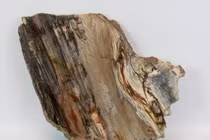 Loại gỗ quý hơn vàng cả thế giới săn lùng, có ở Việt Nam