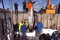 Ngư dân bất ngờ tóm được 'thuỷ quái' giá gần 175 triệu đồng