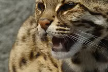 Mèo rừng được giao nộp ở Quảng Bình: Loài quý hiếm bậc nhất thế giới