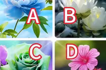 Loài hoa bạn yêu thích tiết lộ điều bất ngờ vào 2024