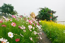 Check-in vườn hoa rực rỡ “Đi về nơi có gió” ở Quảng Ngãi