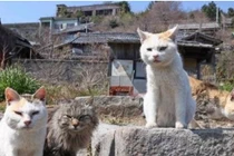 Kỳ lạ hòn đảo ở Nhật có hàng chục nghìn con mèo "chiếm đóng"