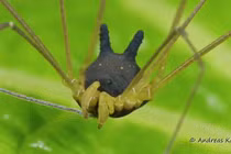 Sinh vật quỷ dị “mình nhện, đầu chó”, xuất hiện trước cả khủng long 