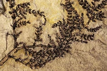 Khám phá bí mật loài cây có hoa đầu tiên trên Trái đất