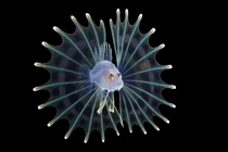 Loài cá đẹp như thần tiên nhưng chứa nọc độc chết người