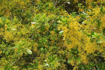 Cây cảnh hoa li ti vàng ươm, thơm nức, hút may mắn, tài lộc