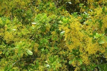 Cây cảnh hoa li ti vàng ươm, thơm nức, hút may mắn, tài lộc