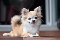 5 giống chó cảnh mini siêu dễ thương: Số 3 phổ biến ở Việt Nam