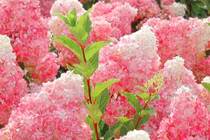 Cây cảnh hút điềm lành, hấp dẫn như cây kem dâu khổng lồ