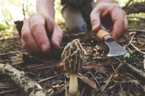 Loài nấm đắt đỏ nhất hành tinh, 'thoắt ẩn thoắt hiện' trên núi